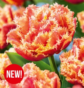 Tulipan Brisbane 5 szt.