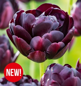 Tulipan Black Hero 5 szt.