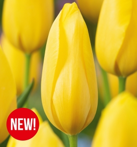 Tulipan Big Smile 5 szt.