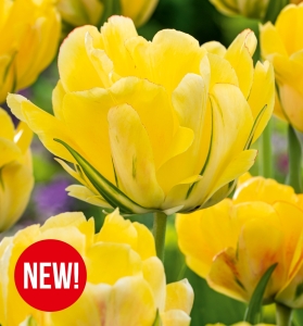 Tulipan Akebono 5 szt.