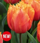 Tulipan Orange Passion 5 szt.