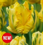 Tulipan Eagle Wings 5 szt.