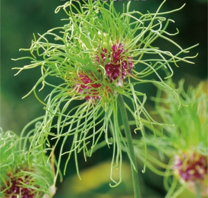 Czosnek ozdobny (Allium) Hair 10 szt.