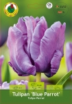 Tulipan (Tulipa) Blue Parrot 5 szt.