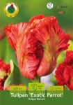 Tulipan (Tulipa) Exotic Parrot 5 szt.