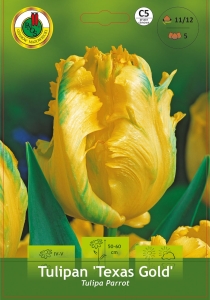 Tulipan (Tulipa) Texas Gold 5 szt.