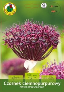 Czosnek ozdobny (Allium) Atropurpureum 2 szt.