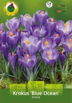 Krokus (Crocus) Blue Ocean 10 szt.