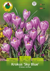 Krokus (Crocus) Sky Blue 10 szt.