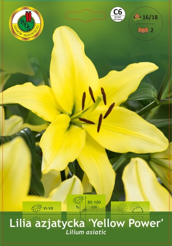 Cebulki kwiatowe wiosenne-Cebulki lili-Lilia azjatycka Yellow Power