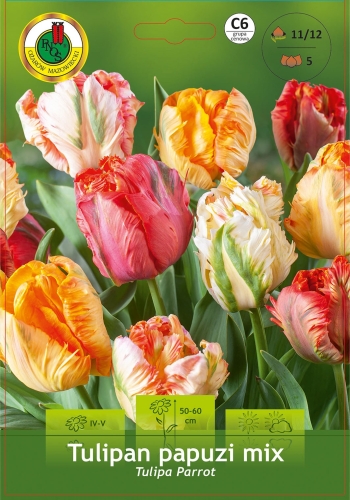 Cebulki kwiatowe jesienne-Cebulki tulipanów-Tulipan Papuzi Mix