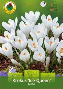 Krokus (Crocus) Ice Queen 10 szt.