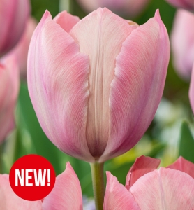 Tulipan Salmon Van Eijk 5 szt.