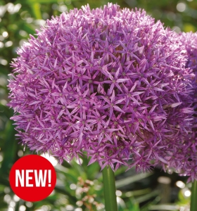 Czosnek ozdobny (Allium) Globemaster  1 szt.