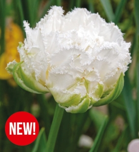 Tulipan Snow Crystal 5 szt.