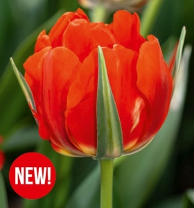 Tulipan Red Bono 5 szt.
