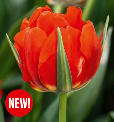 Cebulki kwiatowe jesienne-Cebulki tuliapanów-Tulipan Red Bono