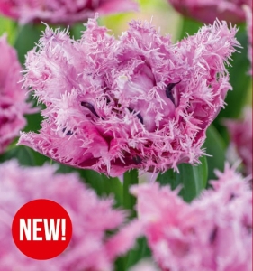 Tulipan Newcastle 5 szt.