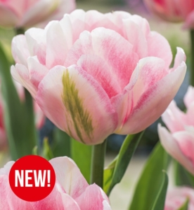 Tulipan Foxtrot 5 szt.