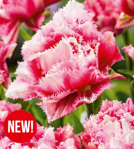 Cebulki kwiatowe jesienne-Cebulki tulipanów-Tulipan Crispion Sweet
