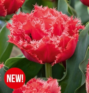 Tulipan Bendigo 5 szt.