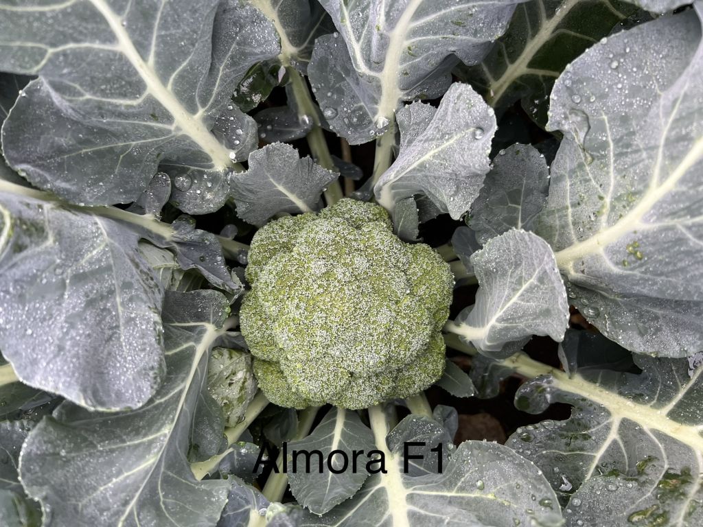 Brokuł Almora F1 Wing Seed