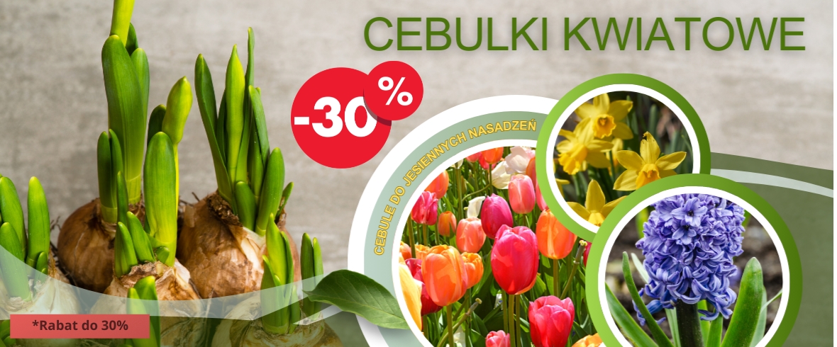Cebule kwiatowe jesienne promocja