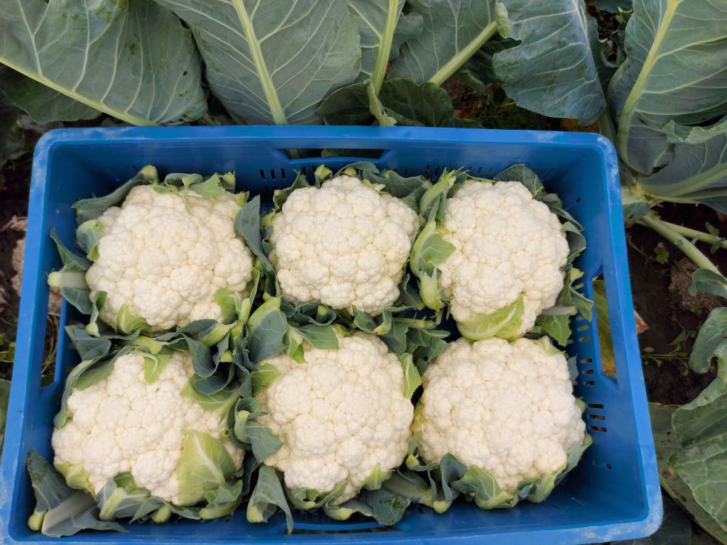 Zbiór kalafiora Ibiza F1