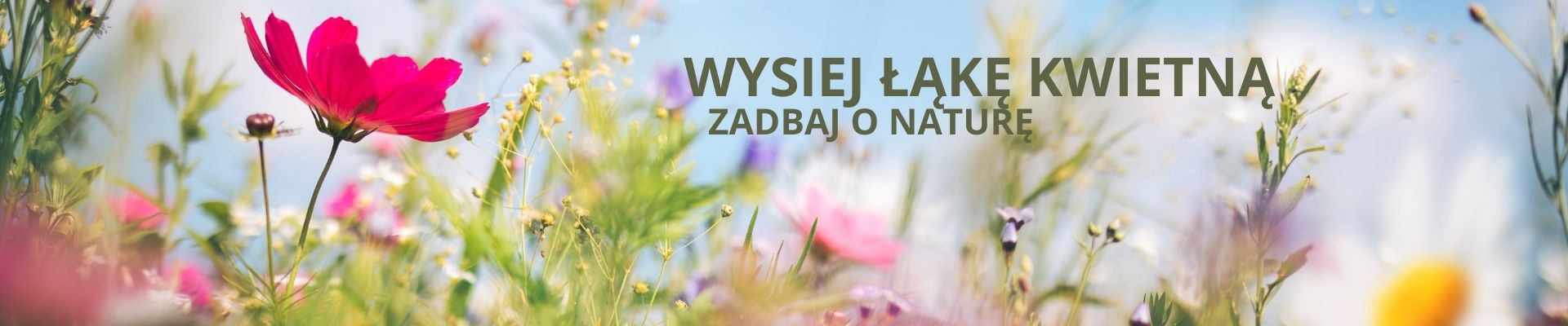 Łąka kwietna PNOS