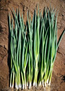 Cebula siedmiolatka Dalli F1