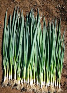 Cebula siedmiolatka Everest