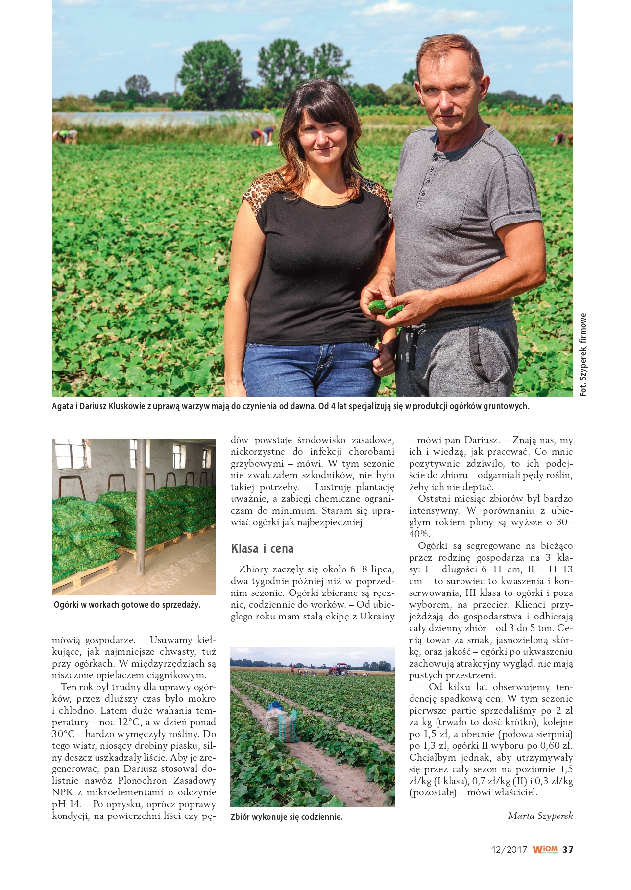 Uprawa nasion ogórka