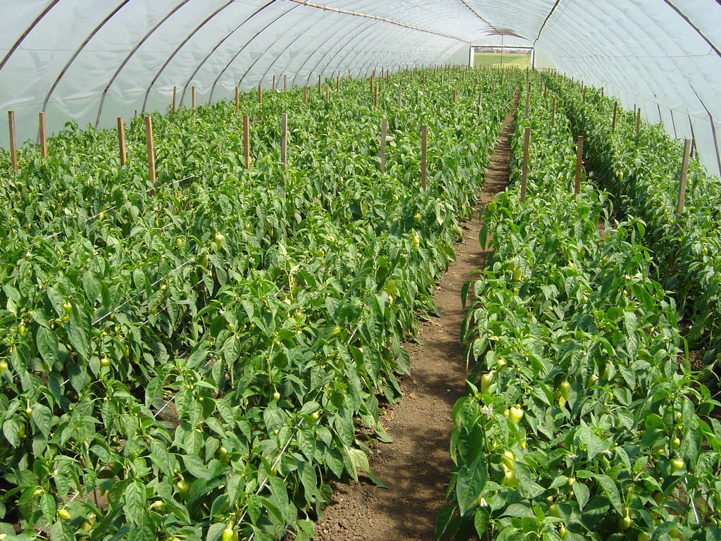 Uprawa papryki Carma pod osłoną