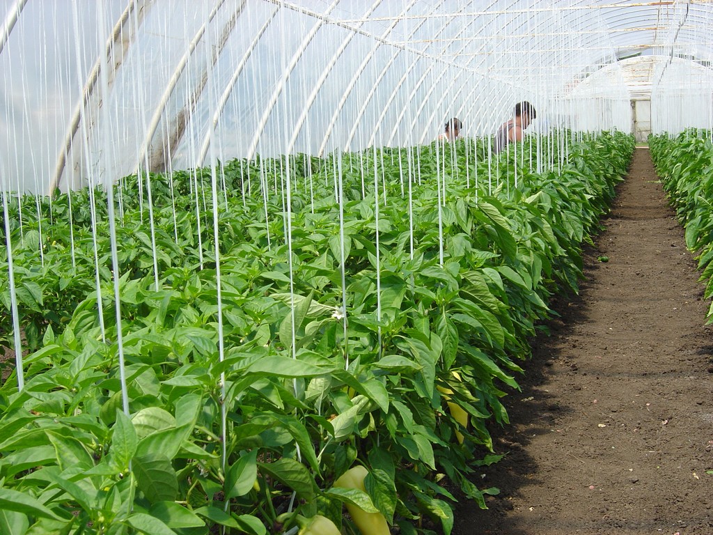 Uprawa papryki Carma F1 w tunelu