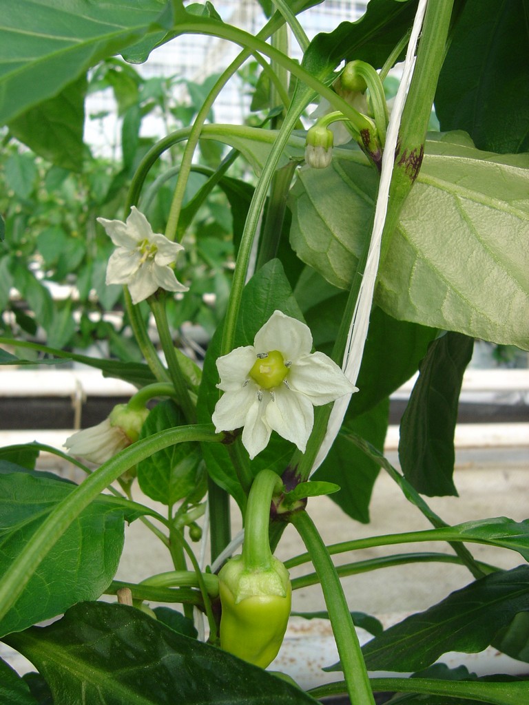 Kwitnienie papryki Carma F1