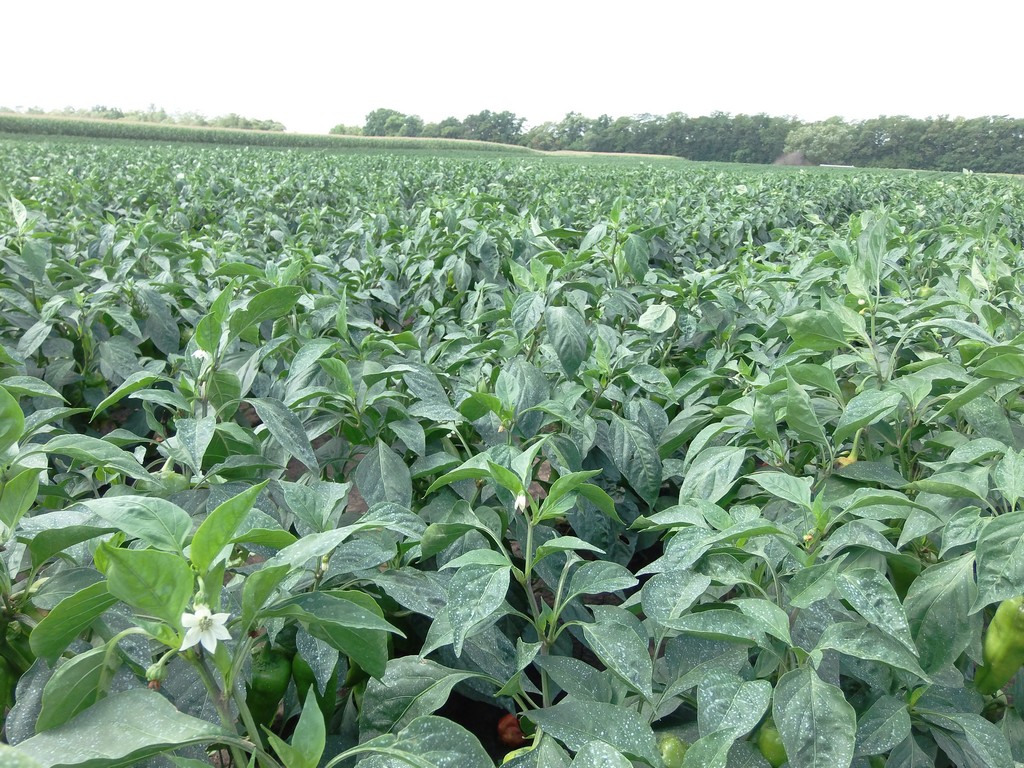 Papryka Magus F1 uprawa w gruncie