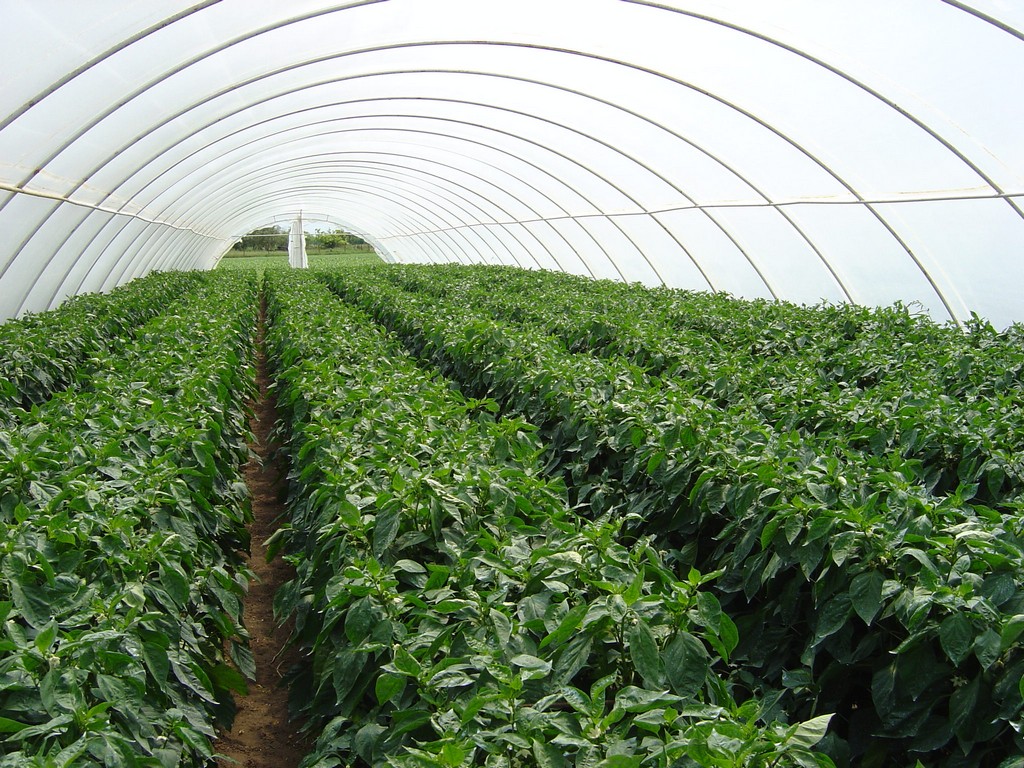 Papryka Magus F1 pod osłonami