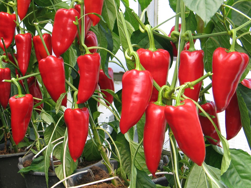 Barwa papryki Magus F1