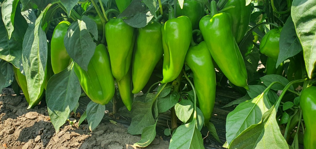 Dojrzewająca papryka Navigator F1