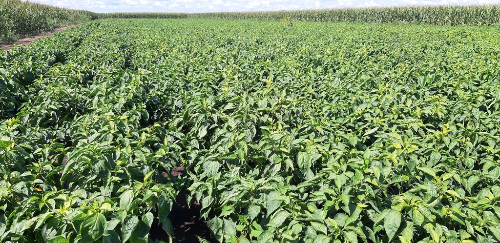 Uprawa polowa papryki Navigator F1