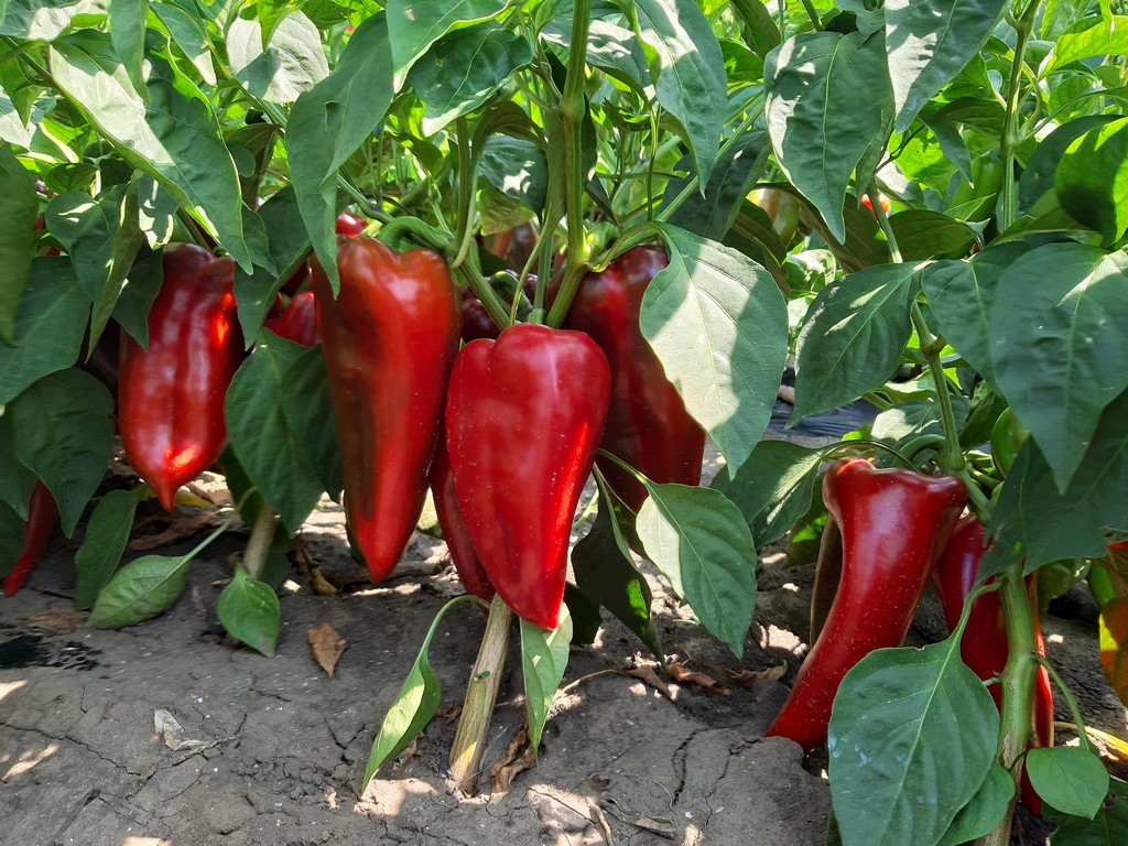 Papryka Navigator F1