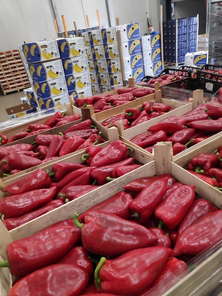 Zbiór dojrzałej papryki Navigator F1