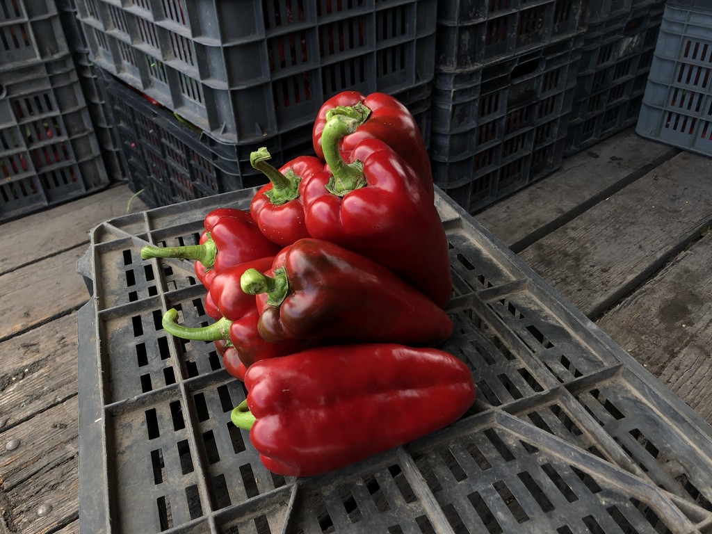 Papryka Navigator F1